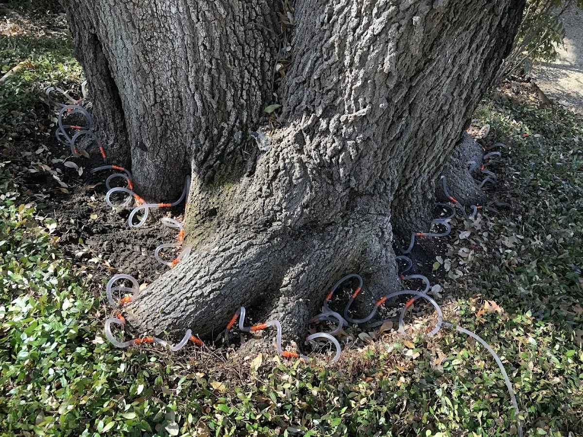 Detailed Tree Cabling and Bracing job site in Rose Bud