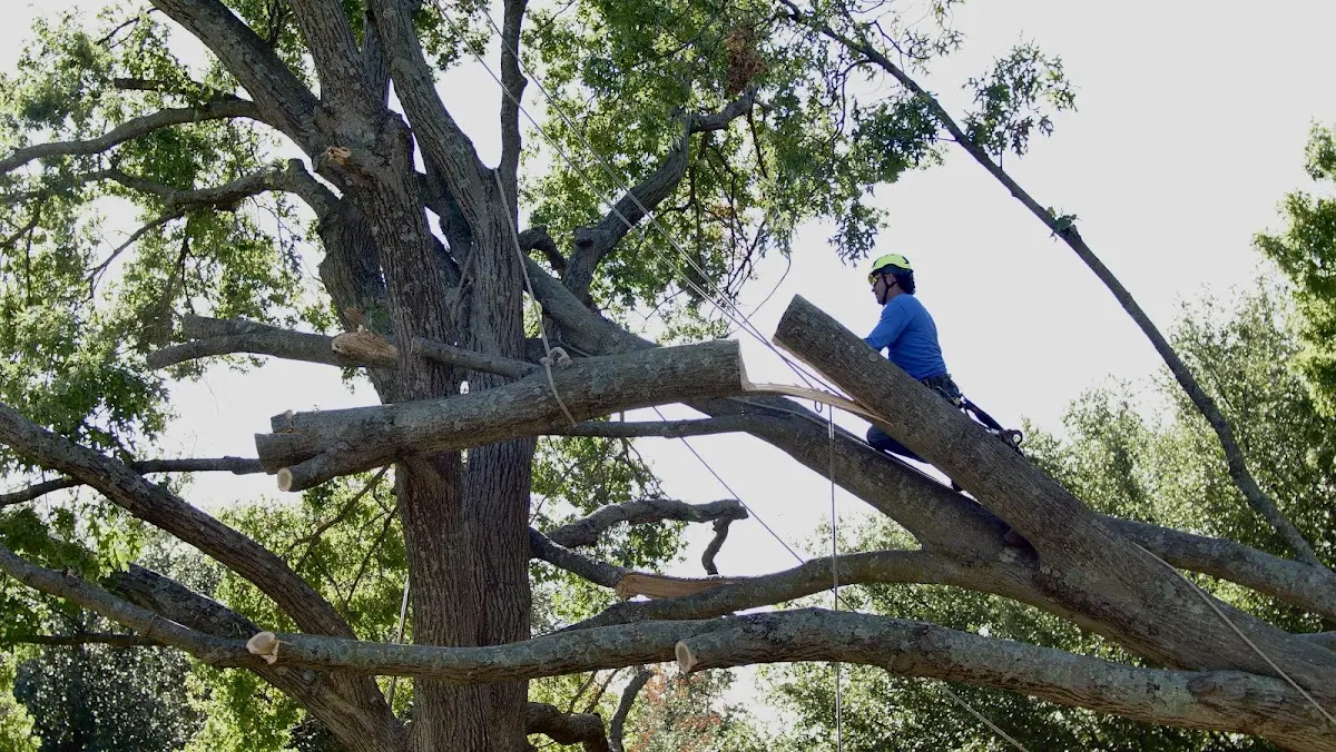 Professional Crown Thinning performed by certified arborists in Rose Bud