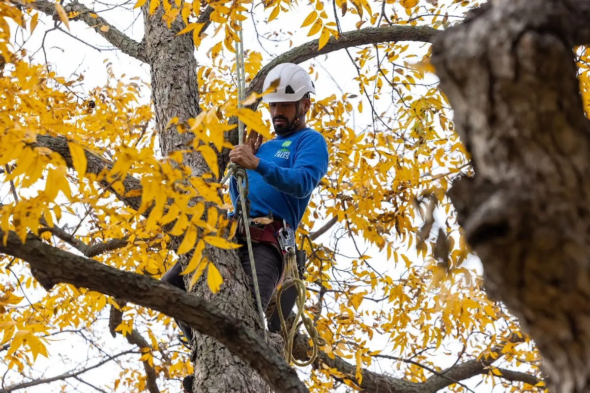 Skilled Storm Damage Cleanup crew working in Rose Bud