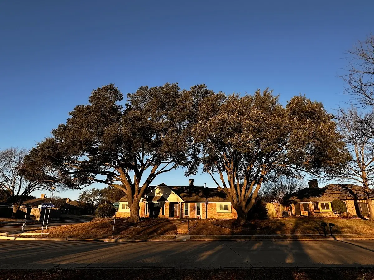 Established residential canopy tree shading a home in Rose Bud